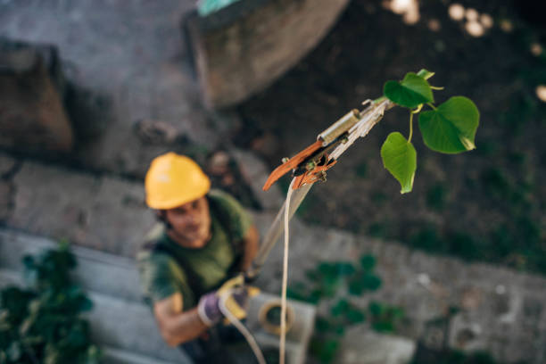 How Our Tree Care Process Works  in Boscobel, WI